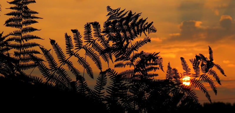 Sunrise in the wilderness
